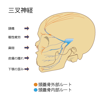 三叉神経